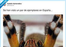Enlace a En España ya no se buscan pisos: se buscan arañas, por @SubidonA