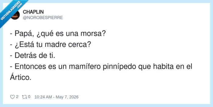 morsa,pap&aacute;,mam&iacute;fero,&Aacute;rtico,conversaci&oacute;n