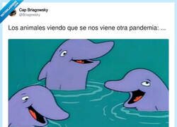 Enlace a Los delfines ya tienen plan b, por @Briagowsky