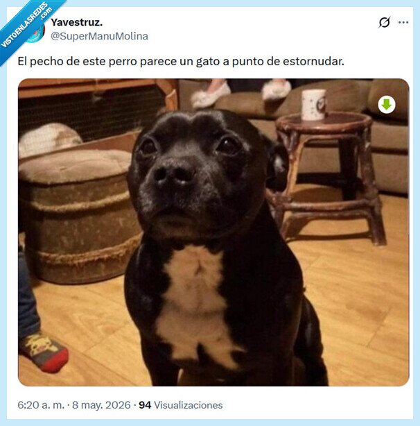 pecho,perro,gato estornudar