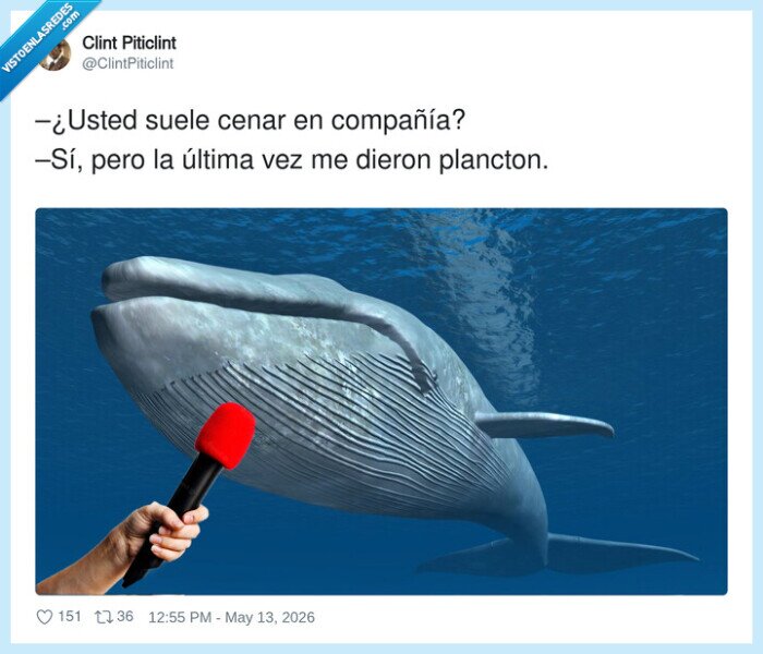 ballena,plancton,entrevista,mar,comida