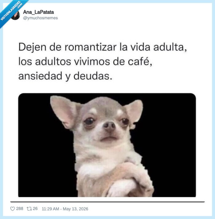 caf&eacute;,deudas,adultos,agotamiento,perro