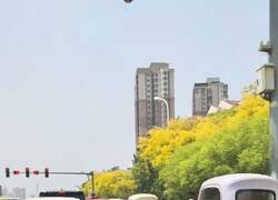 Enlace a En China te pides un taxi y te llega un Tamagotchi con matrícula, por @EnsedeCiencia