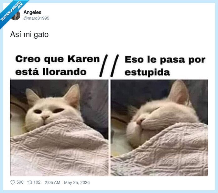 gato,doblecaradelamoneda,empat&iacute;a,c&iacute;nico,reacciones
