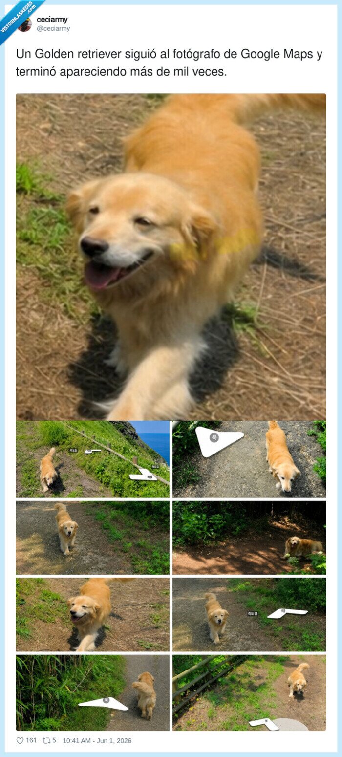goldenretriever,googlemaps,streetview,perro,fama