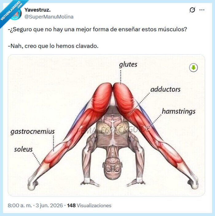 m&uacute;sculos,diagrama