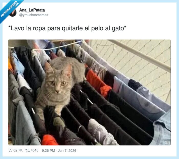 gato,ropa,pelo,lavar,mascota