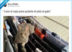Enlace a Y luego me pregunto por qué tengo pelo de gato en toda la ropa, por @ymuchosmemes