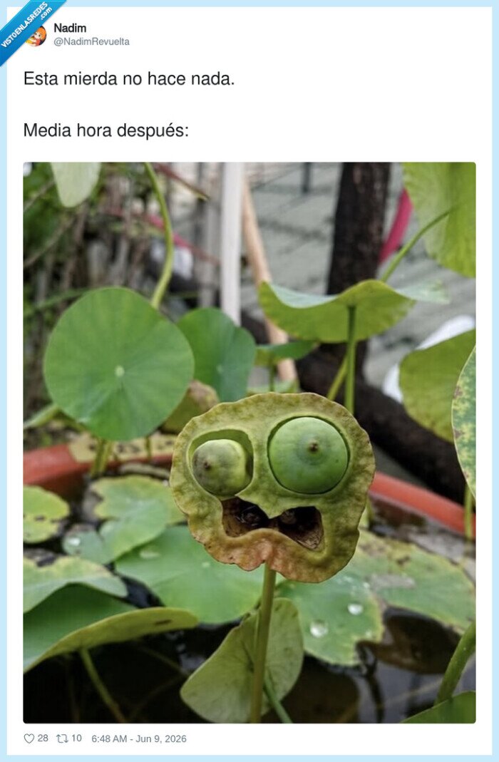 planta,cara,sorpresa,hoja,naturaleza