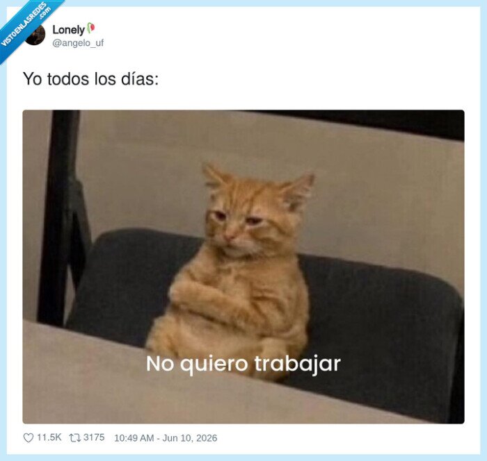 gato,trabajo,pereza,oficina,s&iacute;ndrome