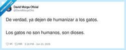 Enlace a Los gatos leyendo esto: 'bueno, tampoco es para tanto', por @DavidMorgaOfici