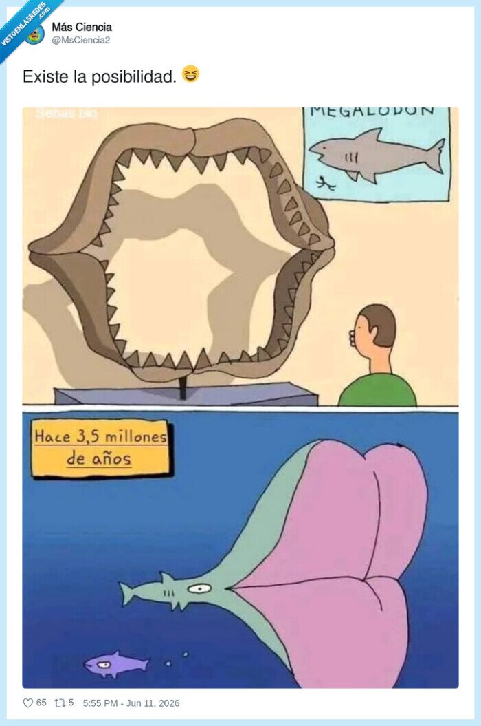 megalod&oacute;n,f&oacute;sil,dientes,evoluci&oacute;n,parodia