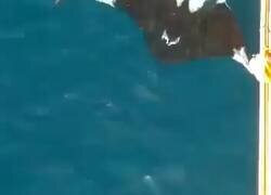 Enlace a Una mantarraya gigante al lado de un tiburón para ver su tamaño real