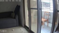Enlace a Buscando al gato por toda la casa… y el cabrón estaba en modo camuflaje nivel Dios, por @ceciarmy