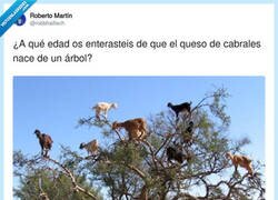 Enlace a Los cabras de Cabrales tienen un nivel de parkour que no nos merecemos, por @robbhaifisch