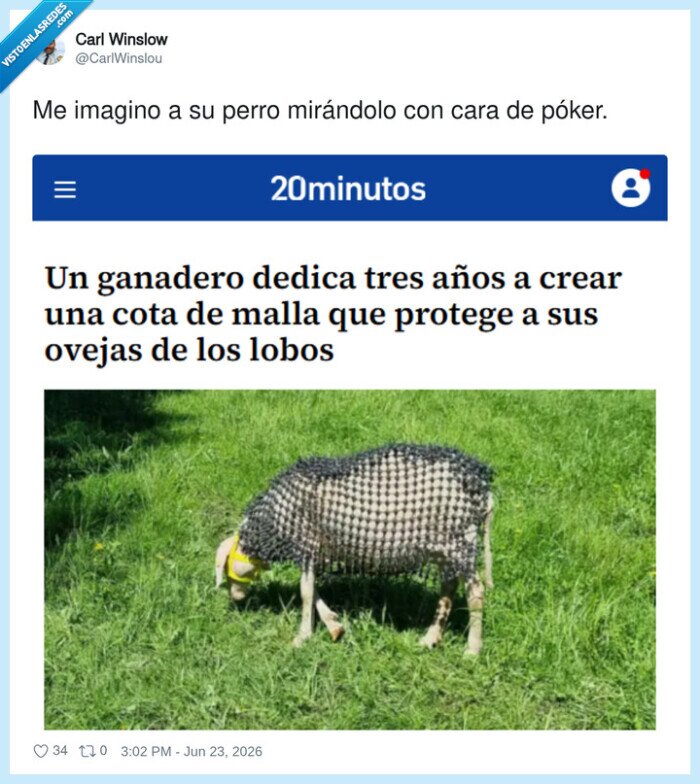 oveja,cota,malla,lobos,ganadero