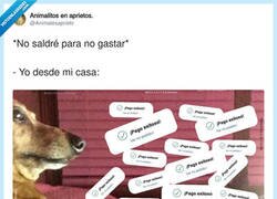 Enlace a Luego ves los notificaciones del banco diciéndote que ya lo hiciste, por @Animalesaprieto