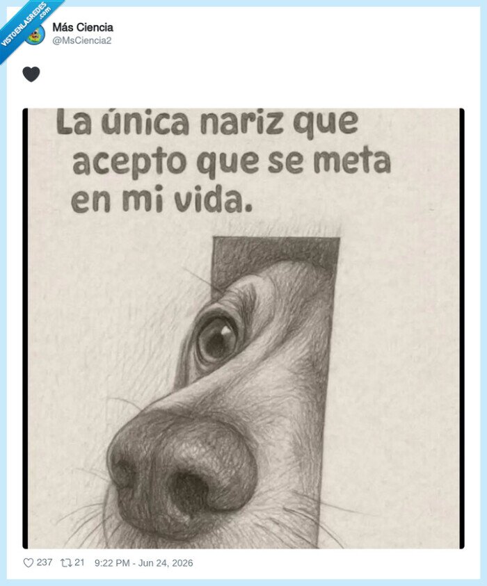nariz,perro,vida,meta