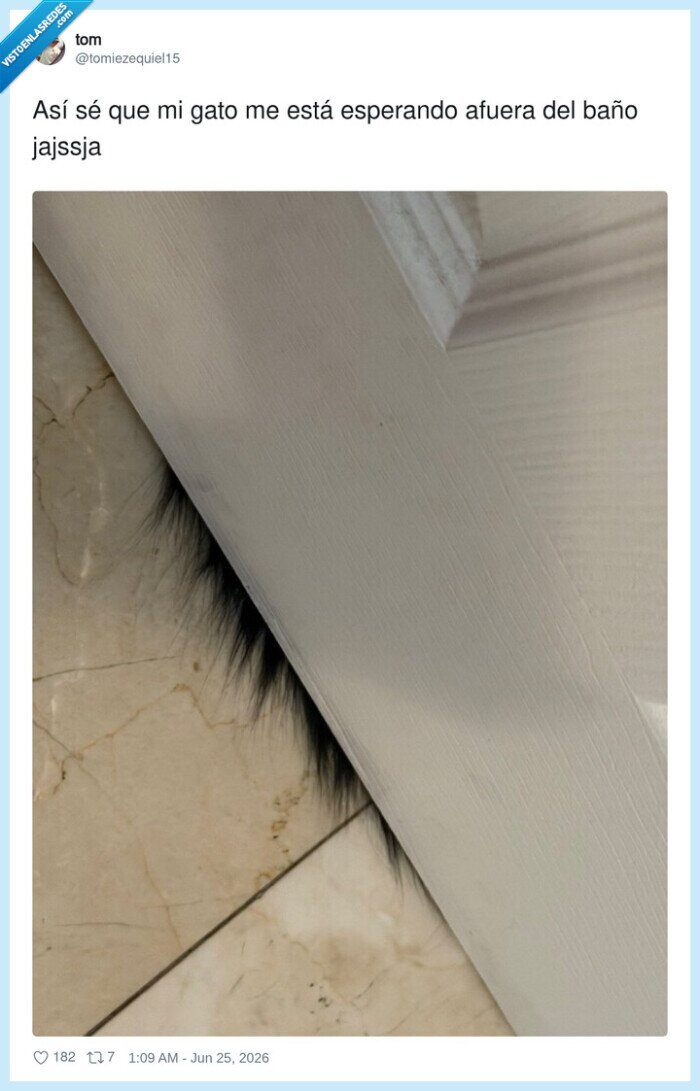 gato,puerta,espera,ba&ntilde;o,pelo