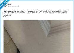 Enlace a Mi gato esperándome como si acabara de volver de la guerra, por @tomiezequiel15