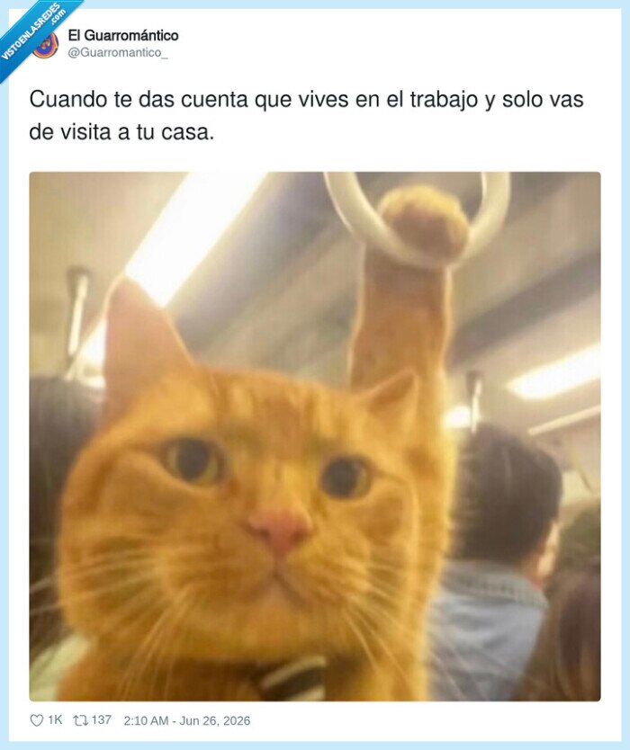 gato,transporte,trabajo,casa,visita