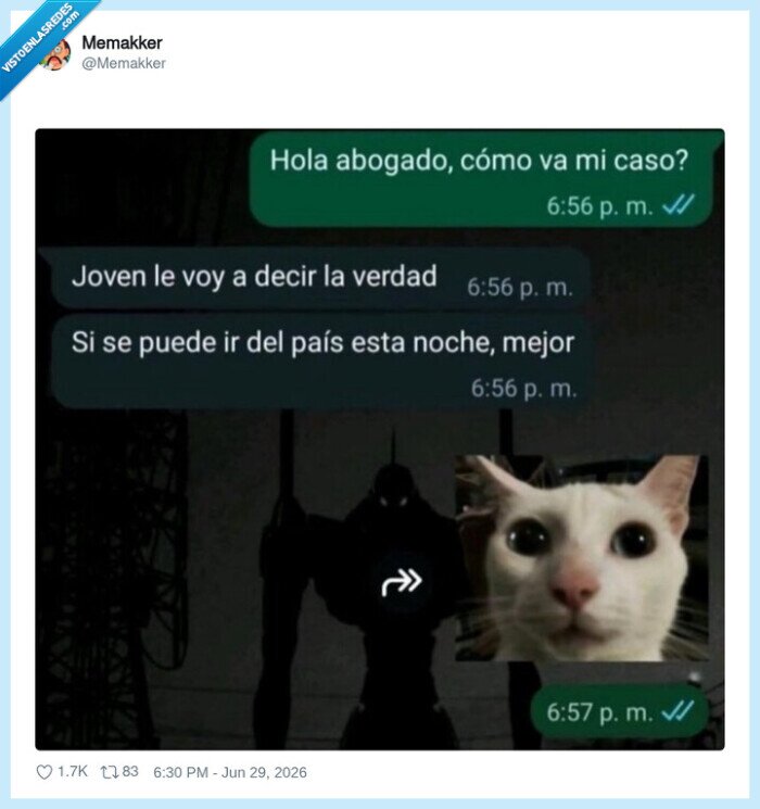 abogado,caso,huida,gato,miedo