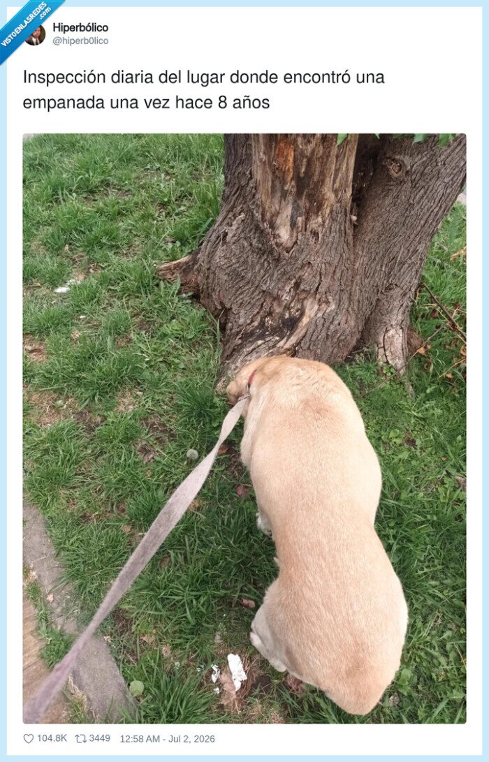 perro,inspecci&oacute;n,empanada,&aacute;rbol,recuerdo