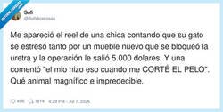 Enlace a Tener gato puede salir caro si te sale especialito