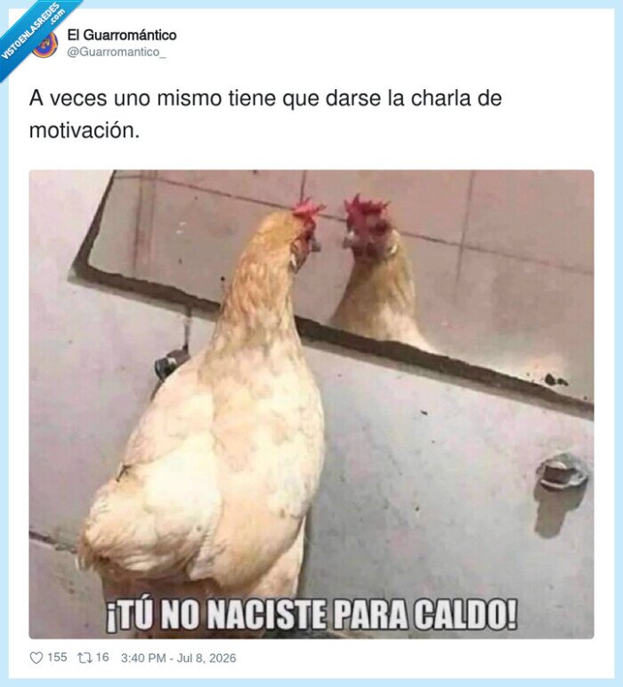 gallo,espejo,motivacion,reflejo,caldo