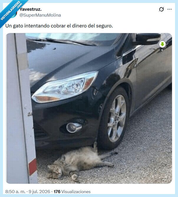 gato,cobrar,seguro,dinero