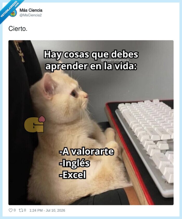1742717 - El gato ya está apuntado a los cursos de Udemy, por @MsCiencia2