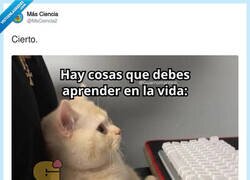 Enlace a El gato ya está apuntado a los cursos de Udemy, por @MsCiencia2