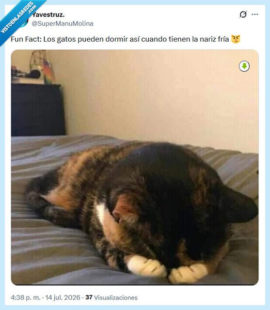 nariz,gato,fr&iacute;o