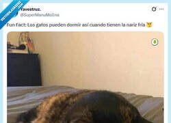 Enlace a Aún más monos por @supermanumolina