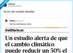 Enlace a Con el cambio climático, los calamares van a pasar de 
