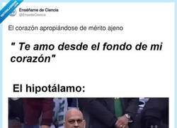 Enlace a El hipotálamo: 'vale, pero de verdad de la buena o solo para joder', por @EnsedeCiencia
