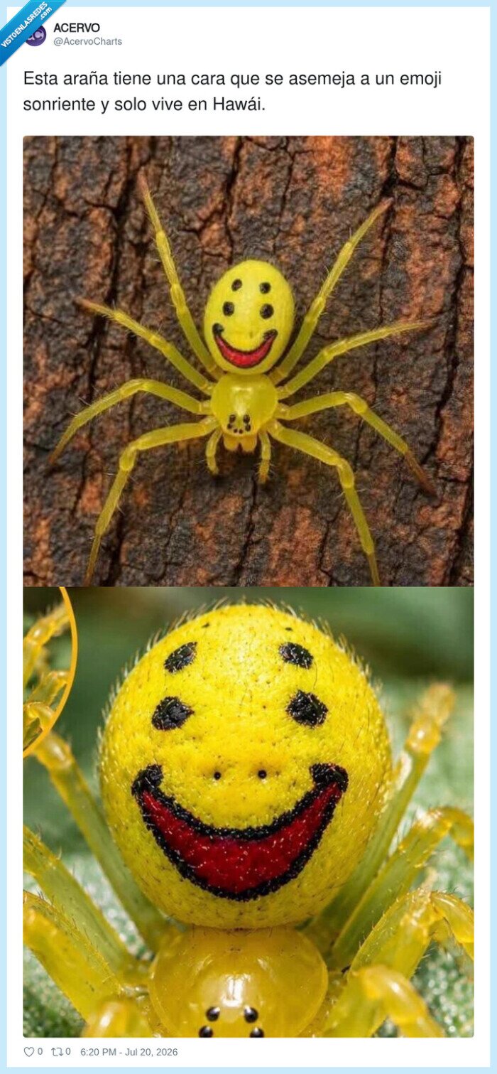 ara&ntilde;a,hawaii,sonrisa,naturaleza,emoji