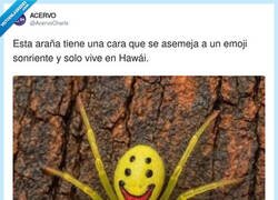 Enlace a En Hawái hasta las arañas te sonríen antes de joderte el día, por @AcervoCharts