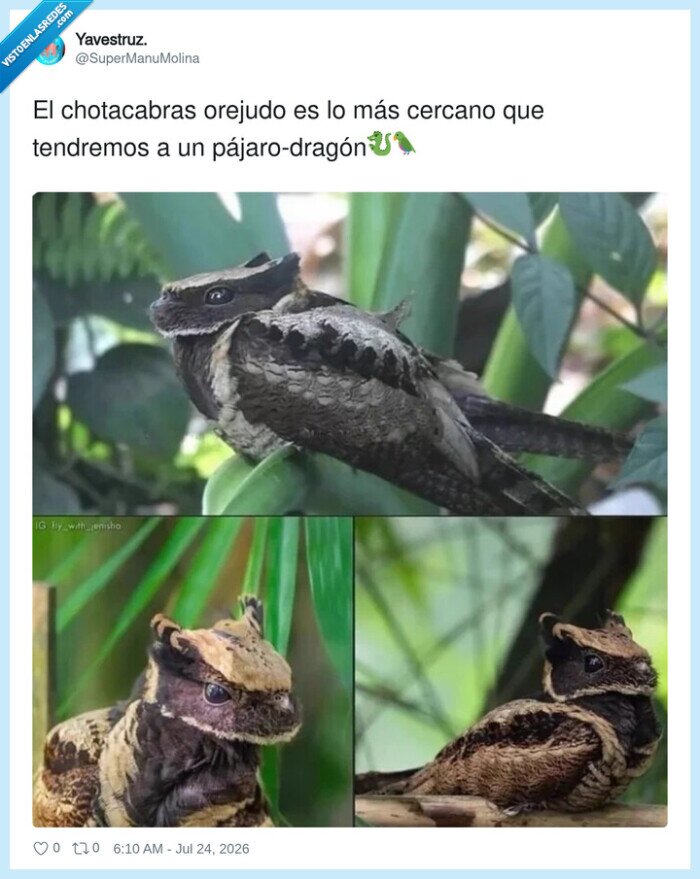 drag&oacute;n,chotacabras,lyncornis macrotis