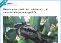 Enlace a Cómo entrenar a tu chotacabras por @supermanumolina
