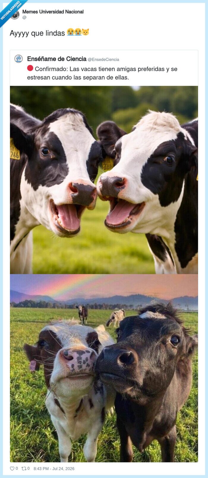1745339 - Cuando te enteras de que las vacas tienen mejores amigas que tú