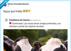 Enlace a Cuando te enteras de que las vacas tienen mejores amigas que tú