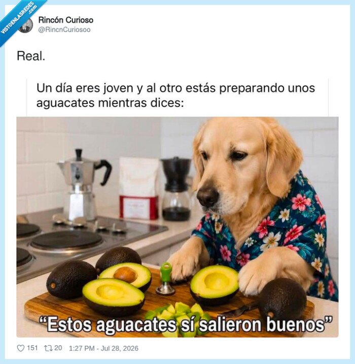 perro,aguacate,cocina,envejecimiento