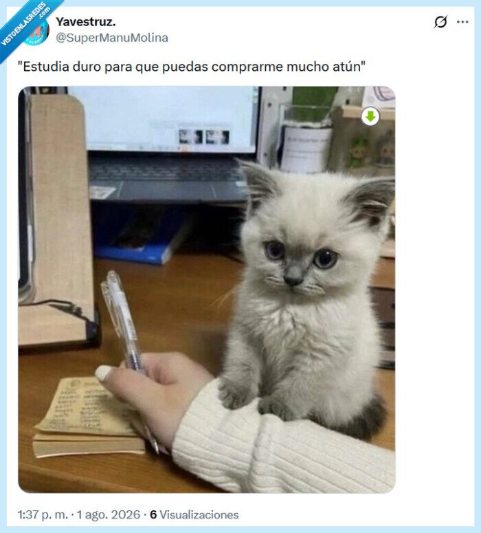 at&uacute;n,estudiar,gato,comprar