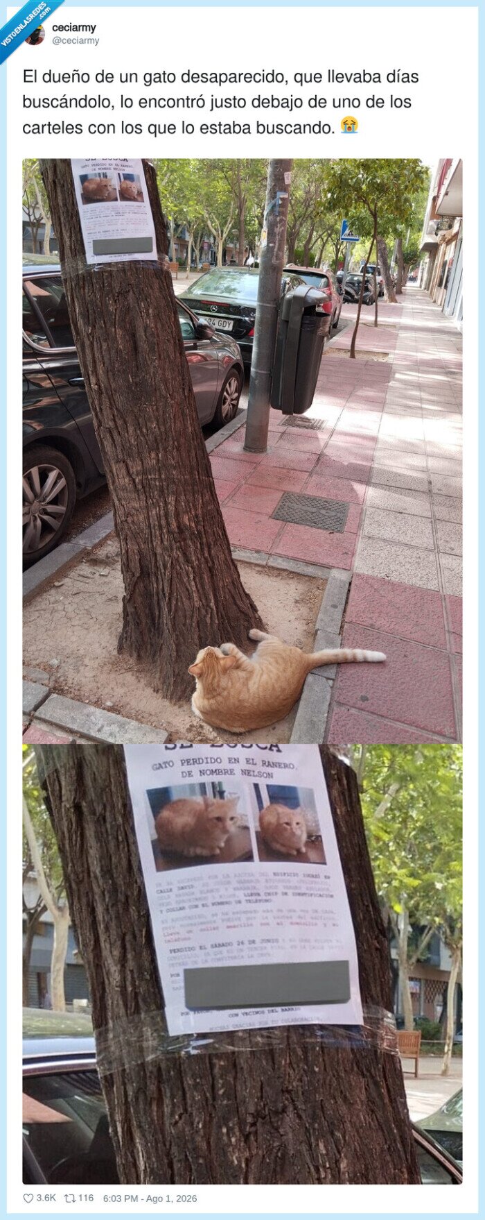 1747298 - El gato: 'Pues aquí estoy, ¿algún problema?', por @ceciarmy