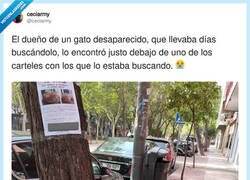 Enlace a El gato: 'Pues aquí estoy, ¿algún problema?', por @ceciarmy