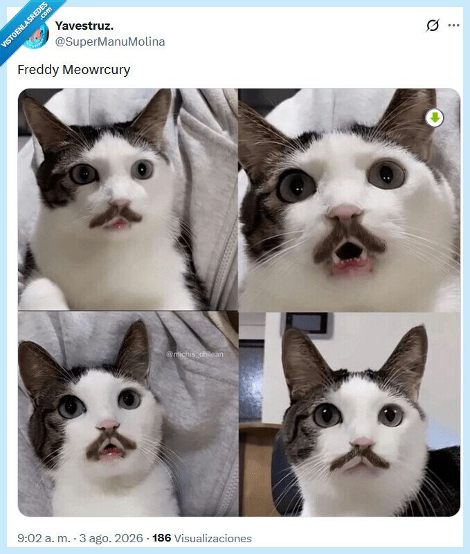 freddy,mercury,gato