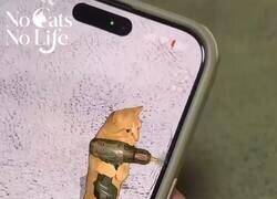 Enlace a El gato manitas arreglándome el vidrio roto del móvil