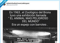 Enlace a El hombre, el animal más peligroso del mundo