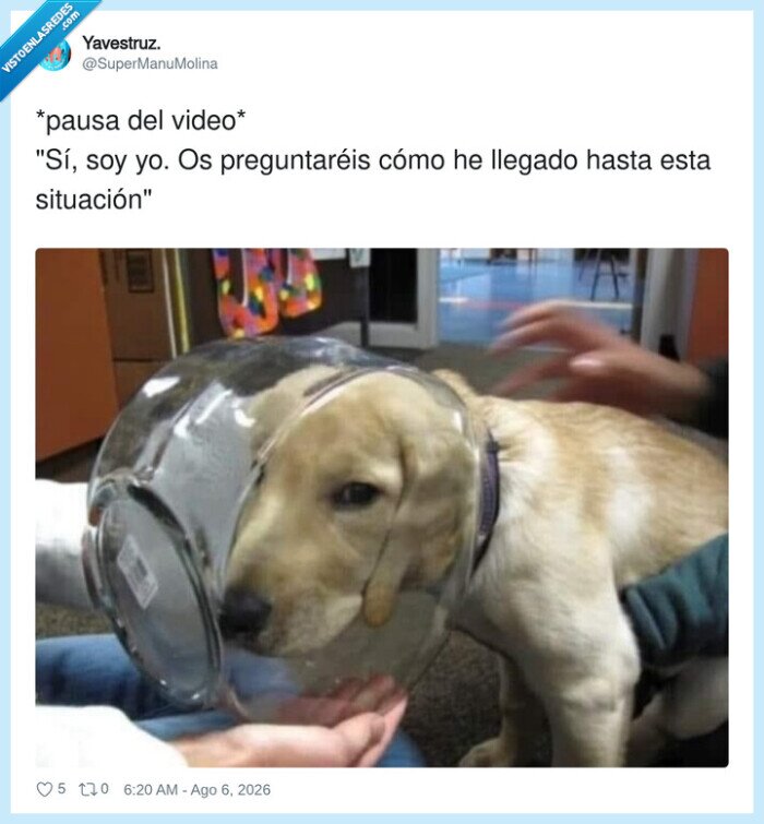 perro,cuello,protector,situacion